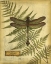 Picture of ROYAL DRAGONFLIES III