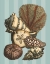 Picture of SHELL AND CORAL ON AQUA II
