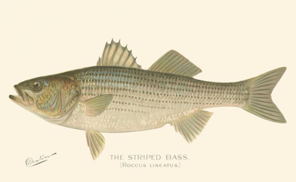 Picture of STRIPED BASS