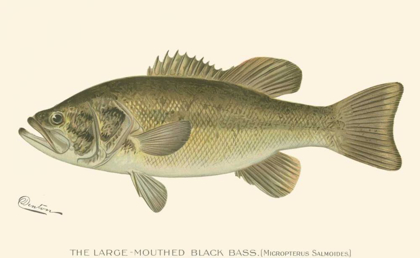Picture of LARGE-MOUTHED BLACK BASS