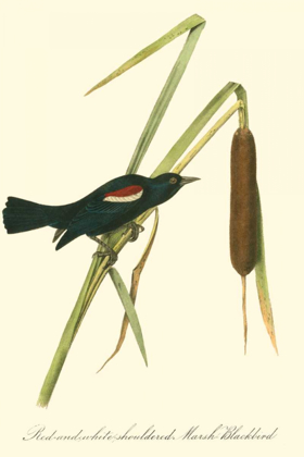Picture of AUDUBONS BLACKBIRD