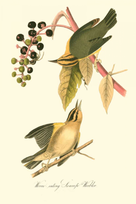 Picture of AUDUBONS WARBLER