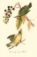Picture of AUDUBONS WARBLER