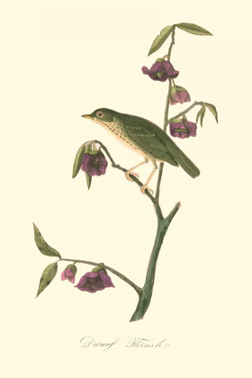 Picture of AUDUBONS THRUSH