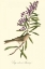 Picture of AUDUBONS BUNTING