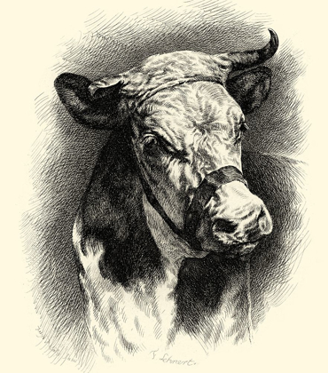 Picture of ANTIQUE CATTLE I