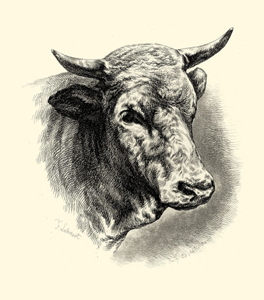 Picture of ANTIQUE CATTLE II