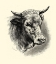 Picture of ANTIQUE CATTLE II