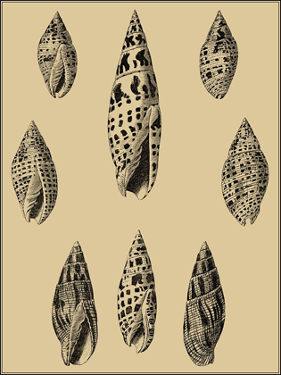 Picture of SHELLS ON KHAKI IV