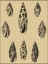 Picture of SHELLS ON KHAKI IV