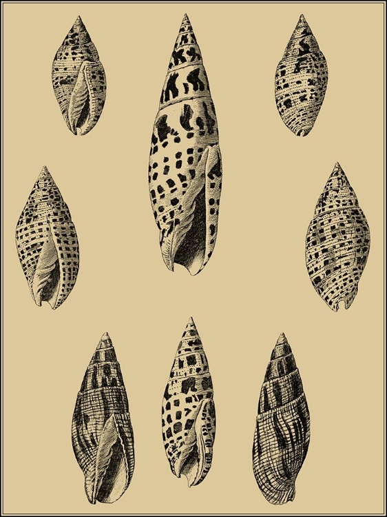 Picture of SHELLS ON KHAKI IV