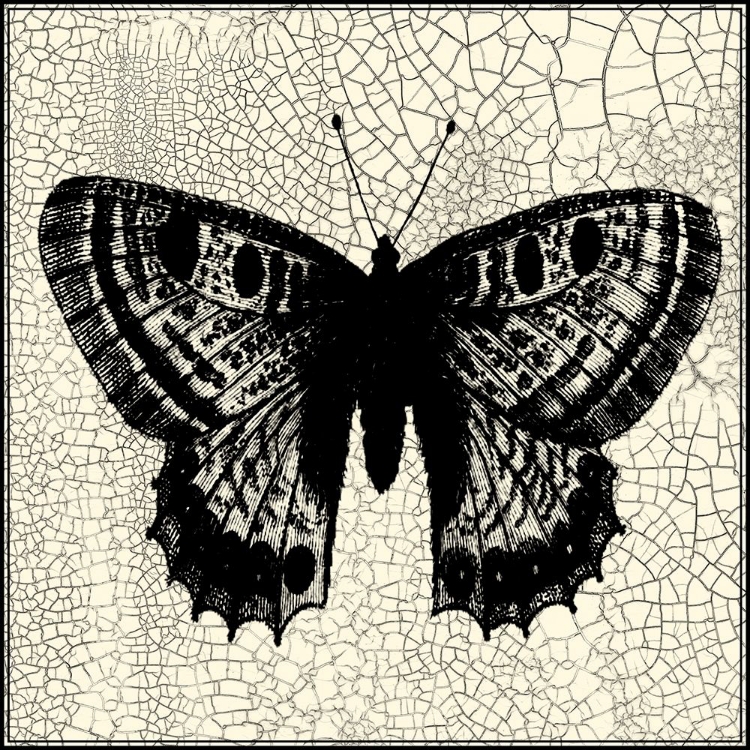 Picture of CLASSICAL BUTTERFLY II