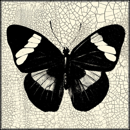 Picture of CLASSICAL BUTTERFLY III