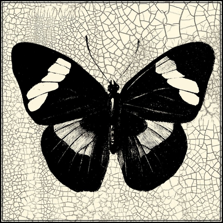 Picture of CLASSICAL BUTTERFLY III