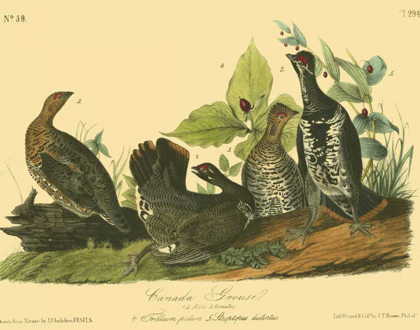 Picture of CANADA GROUSE