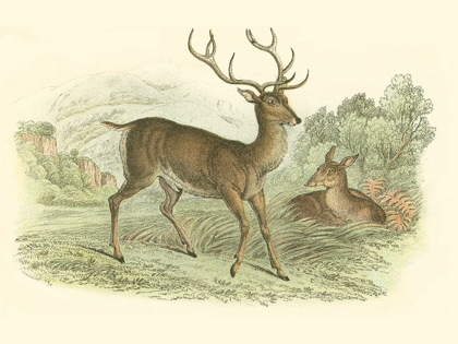 Picture of PETITE RED DEER