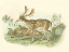 Picture of PETITE FALLOW DEER