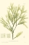 Picture of BRADBURY SEAWEED I 