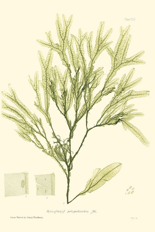 Picture of BRADBURY SEAWEED I 