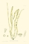 Picture of BRADBURY SEAWEED III 