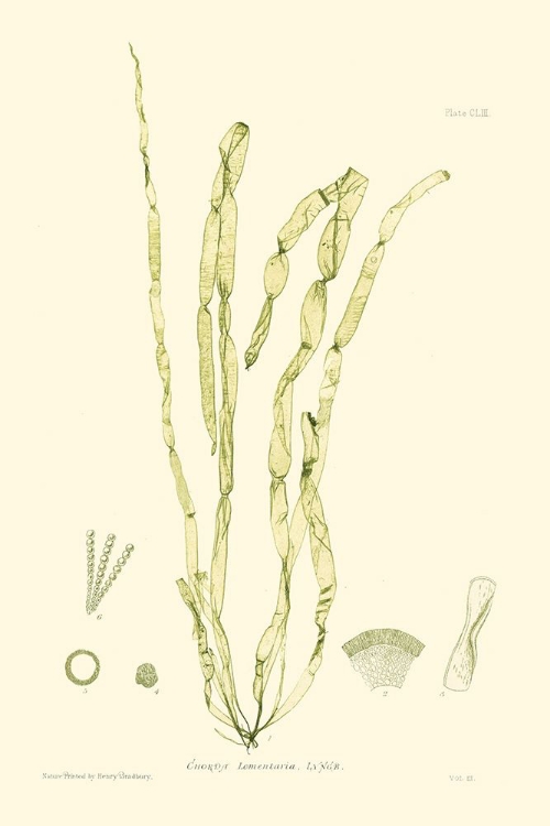 Picture of BRADBURY SEAWEED III 