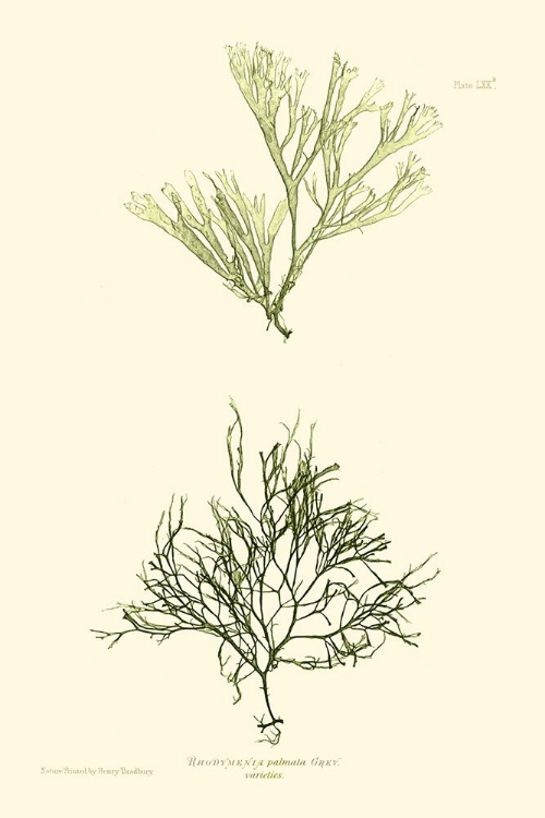 Picture of BRADBURY SEAWEED IV 