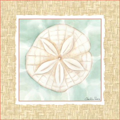 Picture of OCEAN SANDDOLLAR