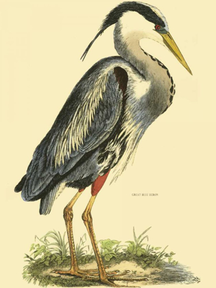 Picture of SMALL GREAT BLUE HERON