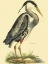 Picture of SMALL GREAT BLUE HERON
