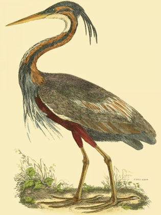 Picture of SMALL PURPLE HERON