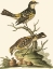 Picture of PETITE BIRD STUDY III