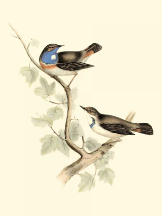 Picture of GOULDS BLUE-THROATED WARBLER