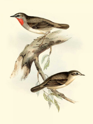 Picture of GOULDS GORGET WARBLER