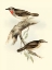 Picture of GOULDS GORGET WARBLER