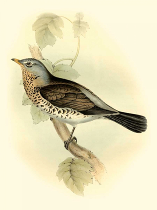 Picture of GOULDS FIELDFARE