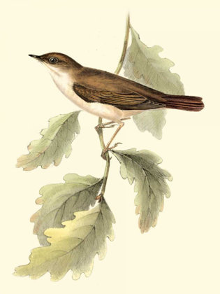 Picture of GOULDS NIGHTINGALE