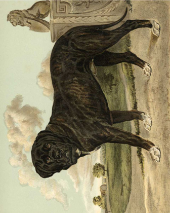 Picture of MASTIFF