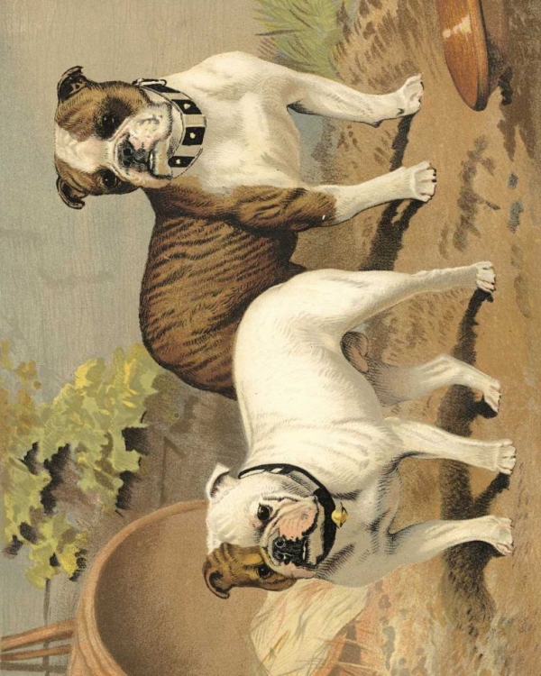 Picture of BULL DOGS