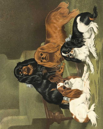 Picture of TOY SPANIELS
