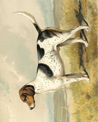 Picture of FOX HOUND