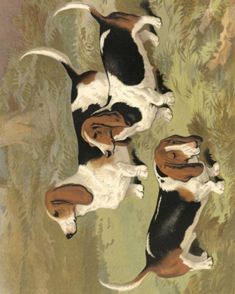 Picture of BASSET HOUNDS