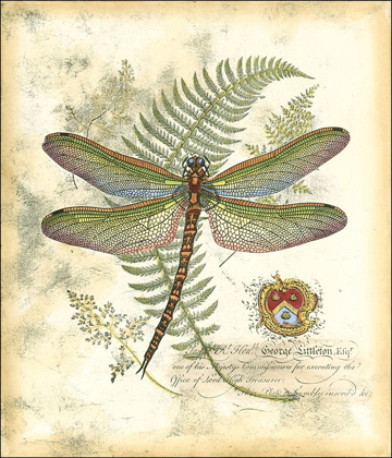 Picture of MINI REGAL DRAGONFLY I