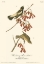 Picture of WANDERING RICE BIRD