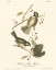 Picture of HUDSONS BAY TITMOUSE