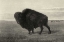 Picture of AMERICAN BISON