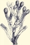 Picture of INDIGO KELP II