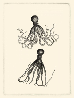 Picture of SEPIA OCTOPUS