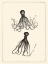 Picture of SEPIA OCTOPUS