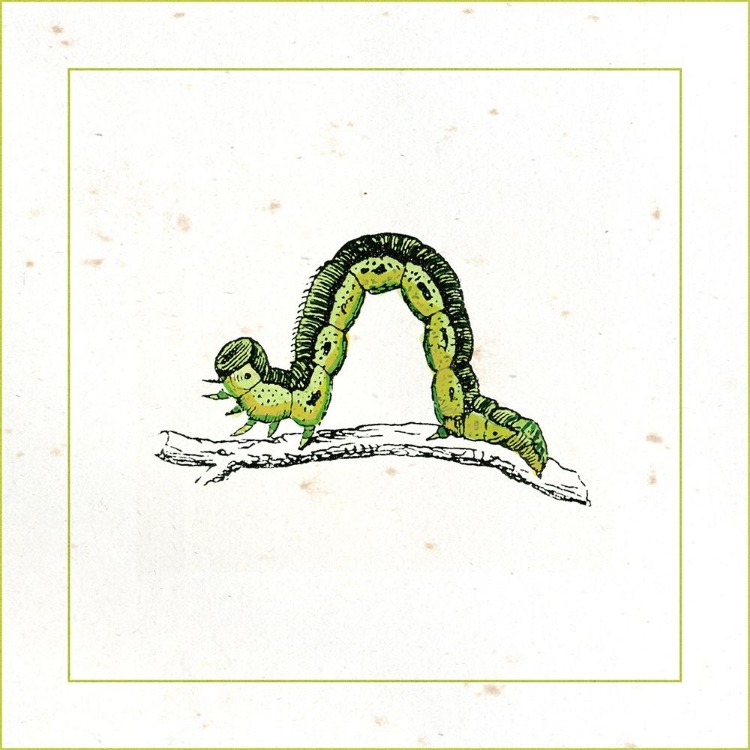 Picture of GREEN INCHWORM
