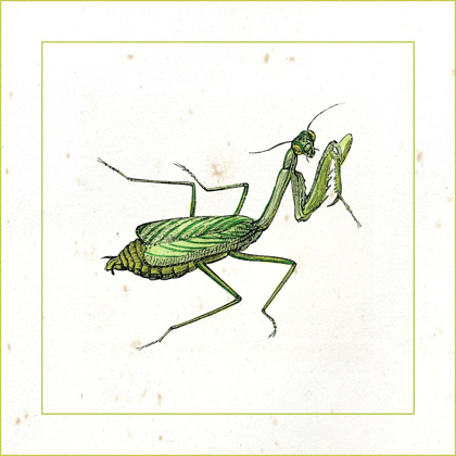 Picture of GREEN MANTIS
